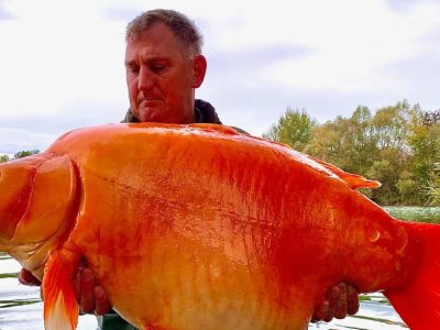 Gold Fish