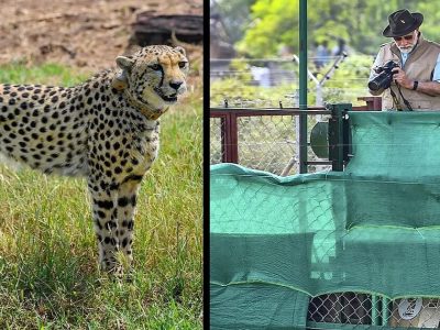 Female Cheetah Sasha Dies